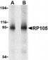 RP105 Antibody