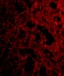 RP105 Antibody