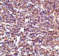 RP105 Antibody