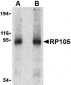 RP105 Antibody