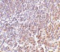 MD-1 Antibody