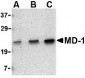 MD-1 Antibody