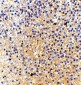 MD-1 Antibody