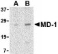 MD-1 Antibody