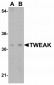 Clusterin Antibody