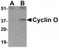 Cyclin O Antibody