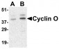 Cyclin O Antibody