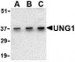 UNG1 Antibody