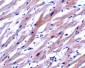 UNG1 Antibody