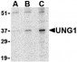 UNG1 Antibody