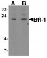 Bfl-1 Antibody