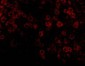 TIP47 Antibody