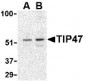 TIP47 Antibody