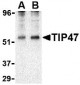TIP47 Antibody
