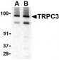 TRPC3 Antibody