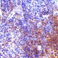 IRF7 Antibody