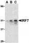 IRF7 Antibody