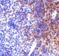 IRF7 Antibody