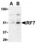 IRF7 Antibody