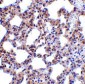 PKR Antibody