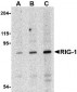 RIG-1 Antibody