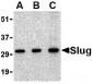 Slug Antibody