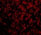 Lipe Antibody