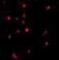 Cbl Antibody