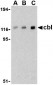 Cbl Antibody