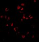 Sumo Antibody
