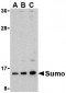 Sumo Antibody