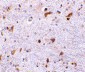 PDCD4 Antibody