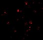 PEN2 Antibody
