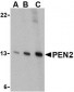 PEN2 Antibody