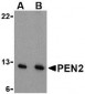 PEN2 Antibody