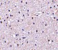 Nicastrin Antibody