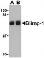 Blimp-1 Antibody