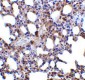Blimp-1 Antibody