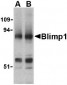 Blimp-1 Antibody