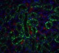 FAF1 Antibody