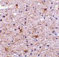 TMP21 Antibody