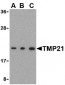 TMP21 Antibody