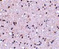 TMP21 Antibody