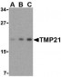 TMP21 Antibody