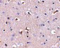 APH1 Antibody