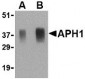 APH1 Antibody