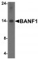 BANF1 Antibody