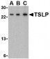 TSLP Antibody