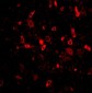 TSLP Antibody