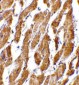 CRTH2 Antibody